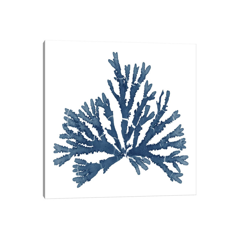 Pacific Sea Mosses Blue On White IV by Wild Apple Portfolio - Wrapped Canvas Print, 30.48 cm H x 30.48 cm W