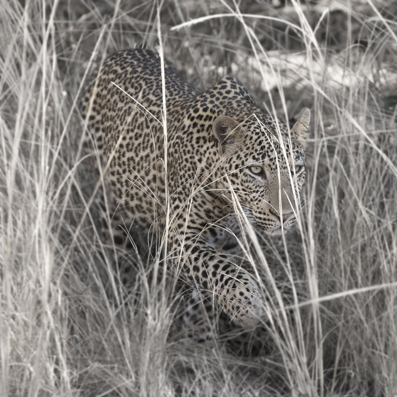 Leopard In The Grass by Scott Bennion - Wrapped Canvas Art Prints, 30cm H x 30cm W