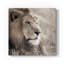 Leo - galerie Cavas sur mesure