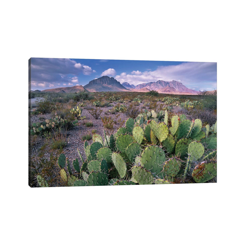 Opuntia Cactus, Chisos Mountains, Big Bend National Park, Chihuahuan Desert, Texas I 1 Piece Wrapped Canvas Wall Art