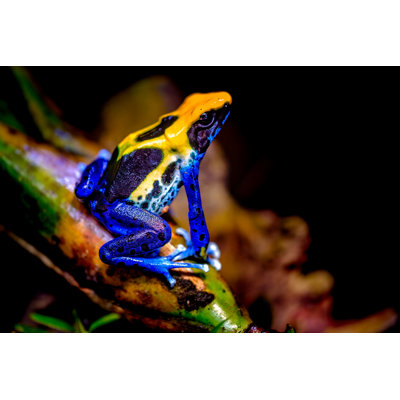 Diekmeyer Poison Dart Frog - Wrapped Canvas Print