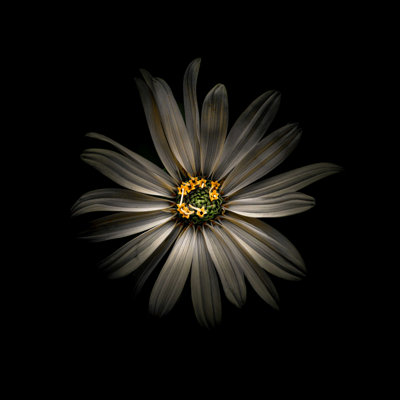 Marguerite blanche VI
