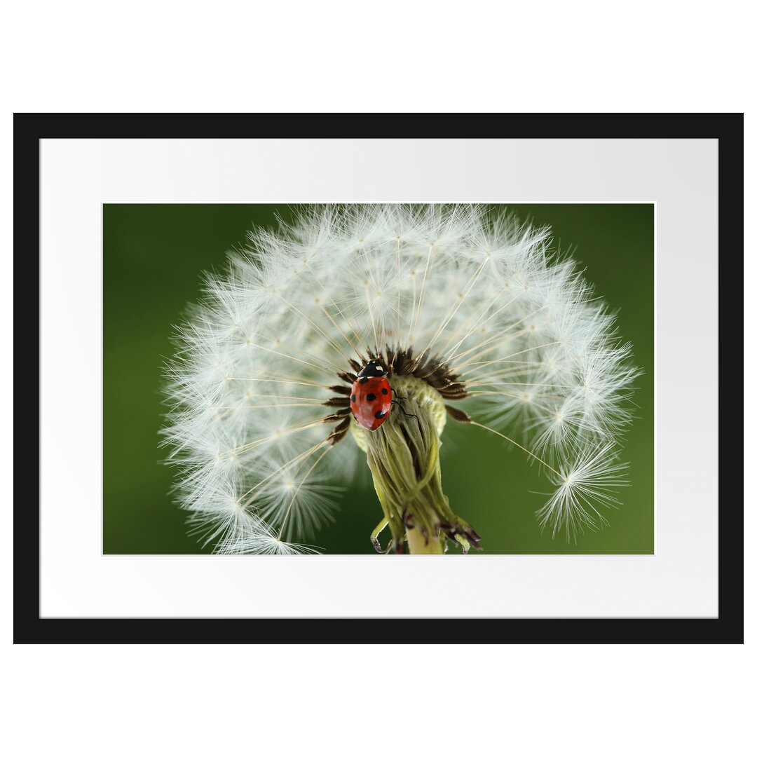 Gerahmtes Poster Marienkäfer auf Pusteblume