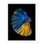 «Yellow A Blue On Canvas» par Andi Halil, reproduction-1121067478