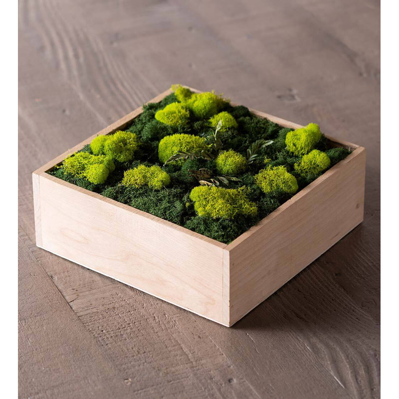 Moss Plant in Wood Freestanding
