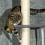 Arbre à chat à plusieurs niveaux, arbre à chat du plancher au plafond, tour d'escalade à 5 niveaux, hauteur réglable de 95 po à 106 po