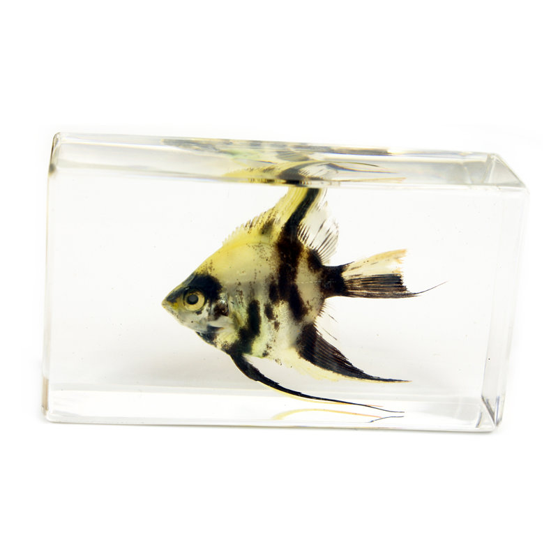 Presse-papiers Raby Angel Fish