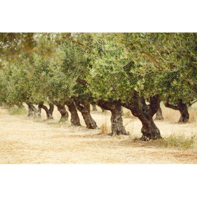 Olive Grove by Spooh