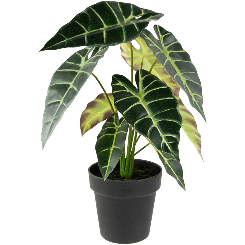 18 plantes
