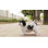 Standing Shih Tzu
