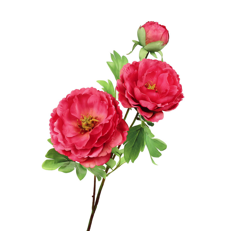 Tiges de pivoines, Beauté rouge