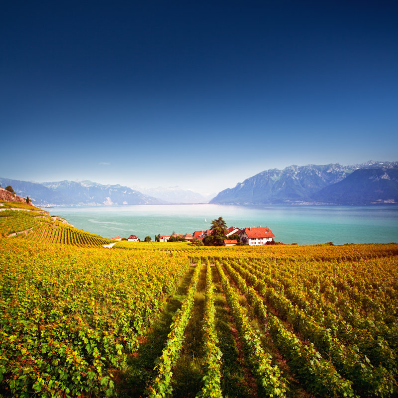 Lavaux Vineyards by Antares71 - Wrapped Canvas Print, 30cm H x 30cm W x 3.8cm D
