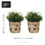 KitchenCraft Water Hyacinth Planters, Striped