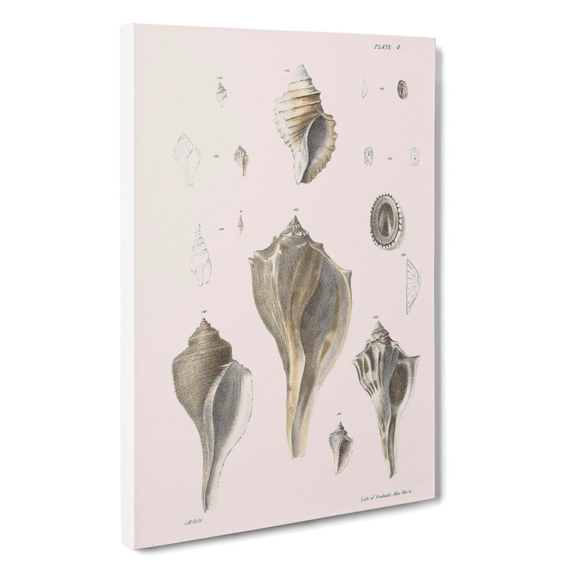 Types Of Seashells PL. 9 by J.E. De Kay - Wrapped Canvas, 60cm H x 40cm W x 3cm D