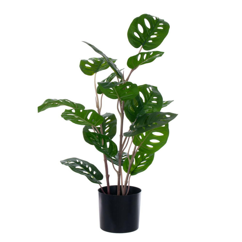 Vickerman 24 po vert Monstera en pot