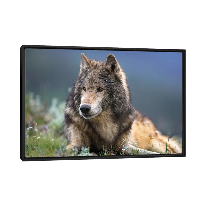 « loup reposer, north america », impression sur toile, H 18 po x l 26 po x P 1,5 po, Toile avec cadre noir, Pas de tapis