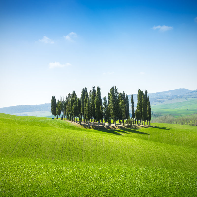 Group of Cypress Trees by Pepelaguarda, 30" H x 30" W