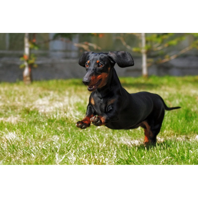 Dachshund Playing by Garosha - Wrapped Canvas Print, 20cm H x 30cm W