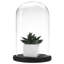 Abstract Cloche Or Water Globe