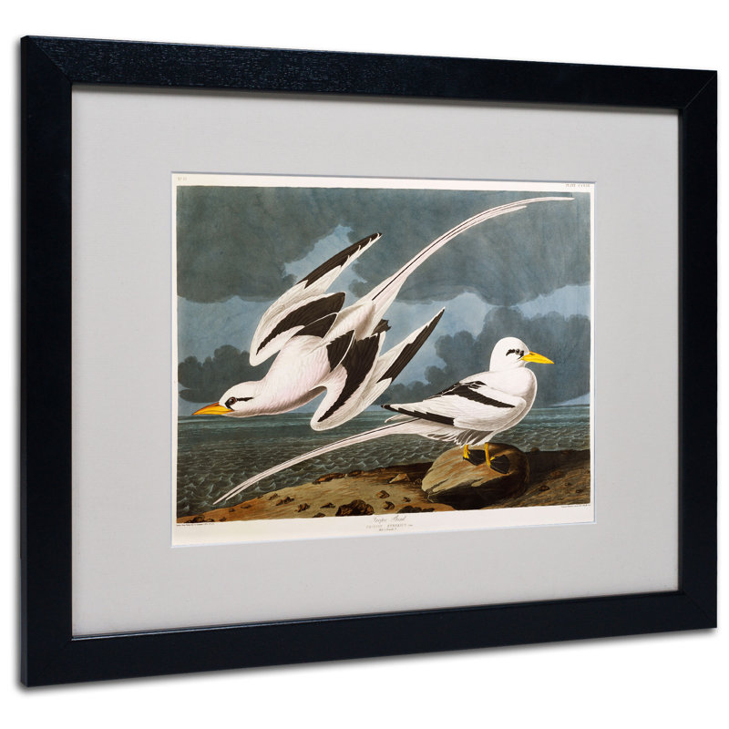 «Tropic Bird» par John James Audubon - reproduction d'art sur toile, H 16 po x l 20 po x P 0,5 po, Noir