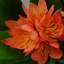 Plastic, Silk Freesia Arrangement in Pot-109341038