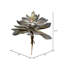 Plante grasse