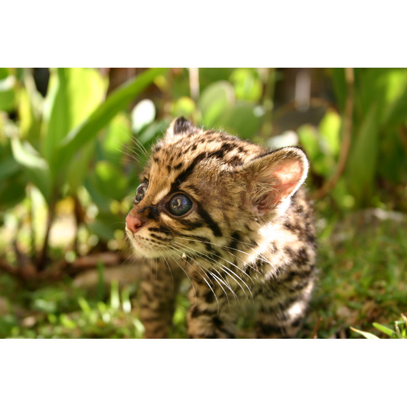 Lartarsha Baby Margay by Palantir - Wrapped Canvas Print, 30cm H x 46cm W x 3.8cm D