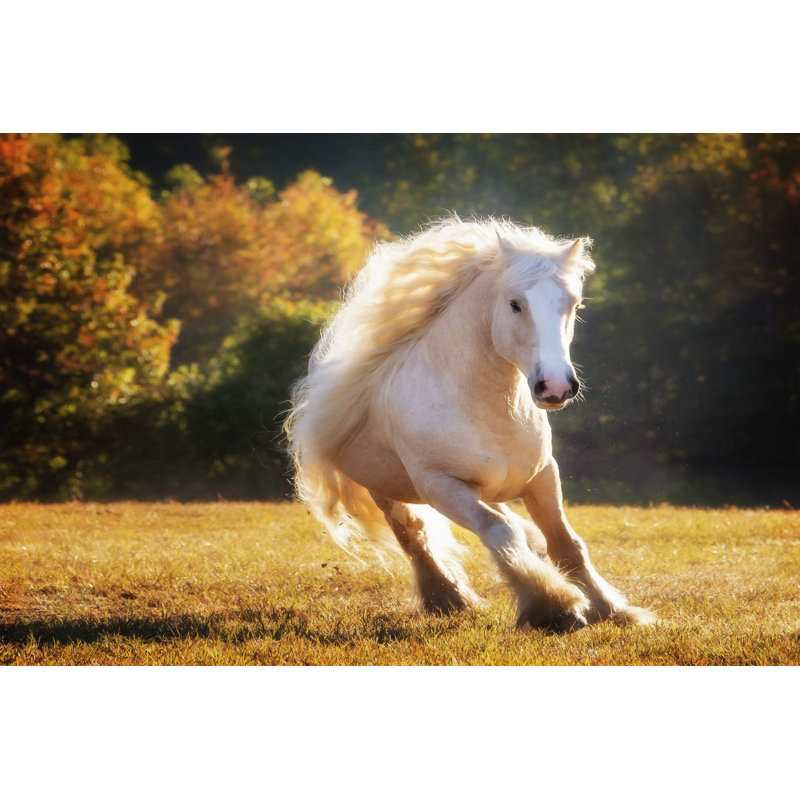Horse Motion IV by P.H. Burchett - Wrapped Canvas Print, 20cm H x 30cm W