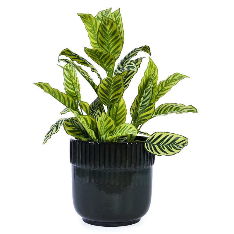 High quality ceramic flowerpot