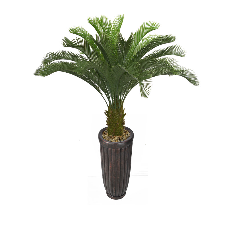 Palmier Cycas de Panama en pot