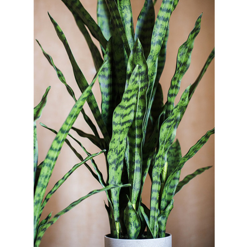 Plante de serpent en pot, H 23,6 po x l 21,6 po x P 4,7 po