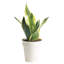 Snake Plant in Décor Planter
