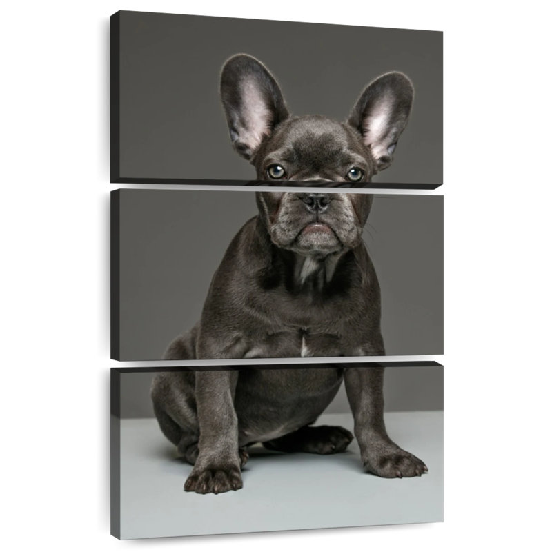 Chiot bouledogue français Brampt