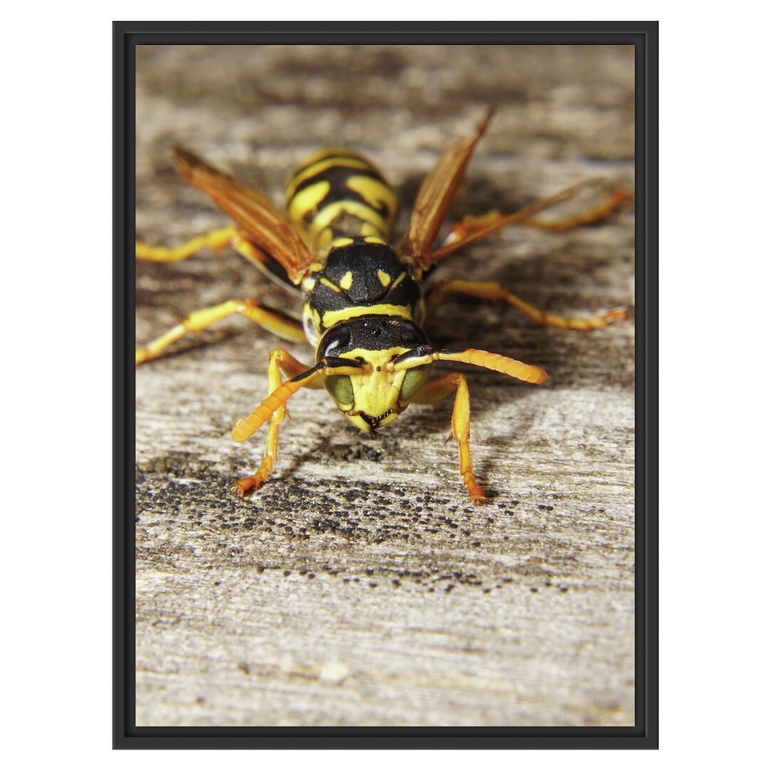 Gerahmtes Wandbild Wespe auf Holz