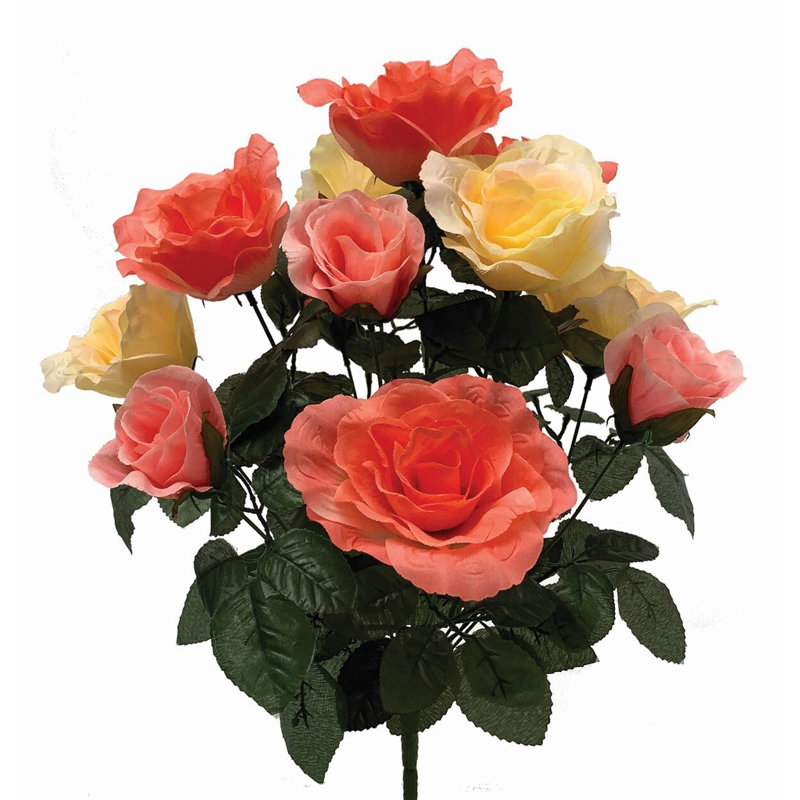 Rosiers, Corail / crème
