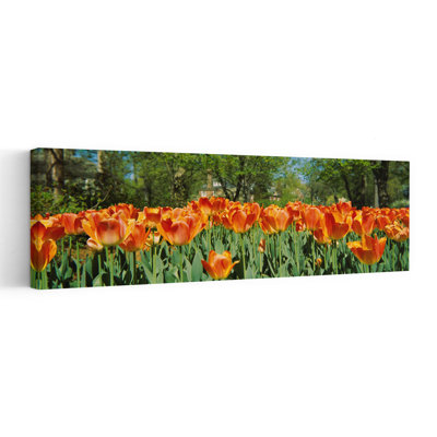 Tulipe, fleurs dans un jardin, jardins de Sherwood, Baltimore, Maryland, art contemporain abstrait tulipe fleur nature