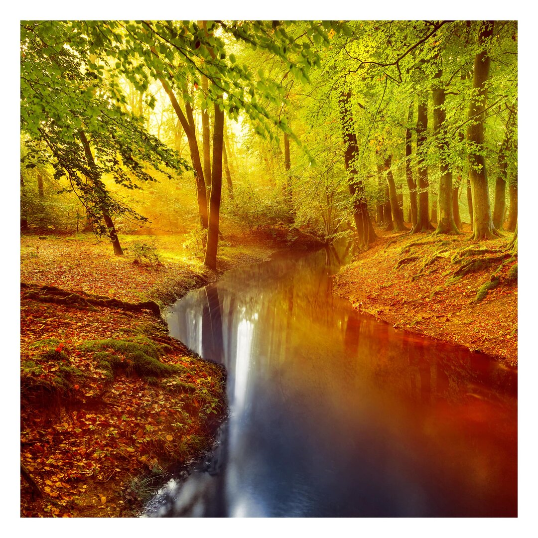 Matt Fototapete Herbstwald 2,88 m x 288 cm