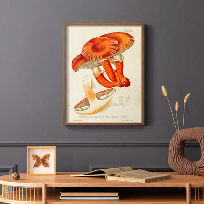 Mushroom Varieties VII Framed Print - Solid Wood