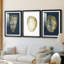 Coquille en feuille d'or I sur cobalt - reproduction sur mesure encadrée de qualité supérieure - 3 pièces-405913204-405913207
