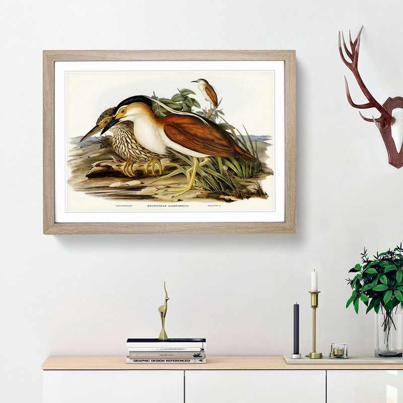 Nankeen Night Heron by Elizabeth Gould - Picture Frame Painting Print, 48cm H x 65cm W x 2cm D, Oak Framed