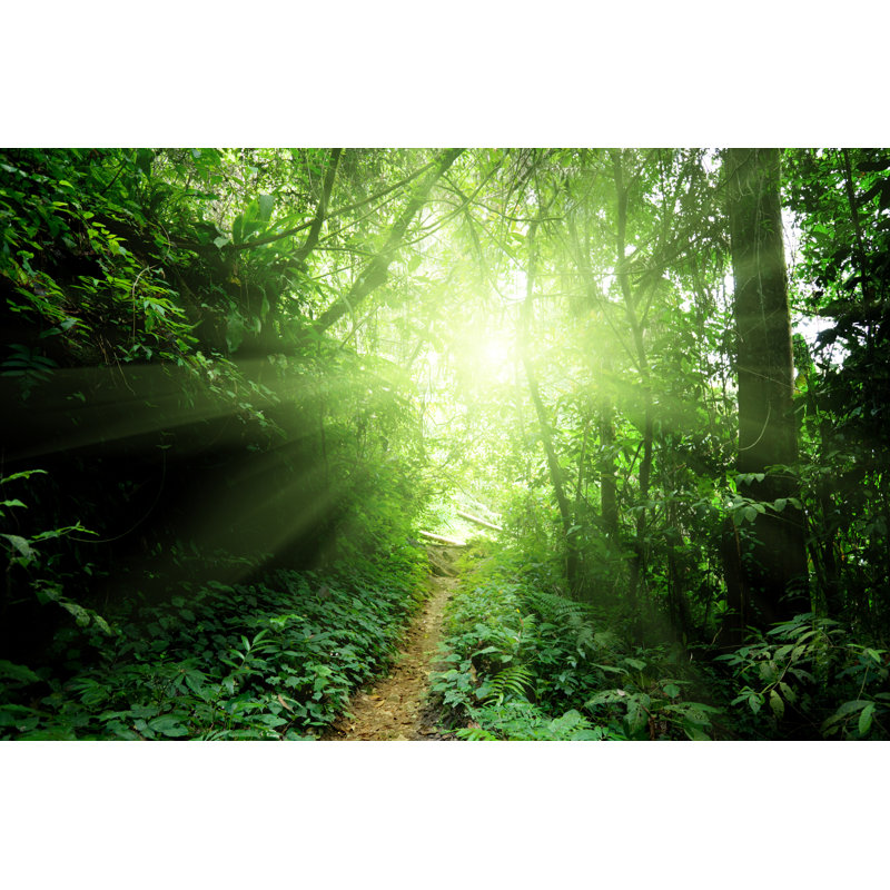 Jungle of Malaisie - Photographie sur toile tendue, H 8 po x l 12 po
