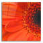 Epic Art «Orange Gerbera Close Up» par Tom Quarterm «Orange Gerbera Close Up» par Tom Quartermaine
