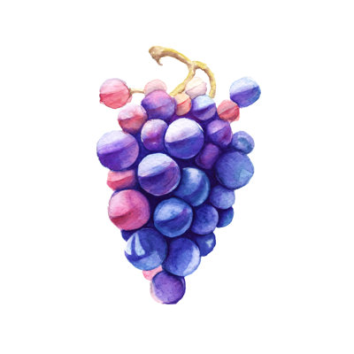 Danilo " Watercolor Grapes " by Luchioly Painting Print