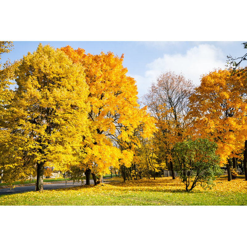 Beautiful Autumn Trees - Photographie sur toile tendue, H 20 po x l 30 po