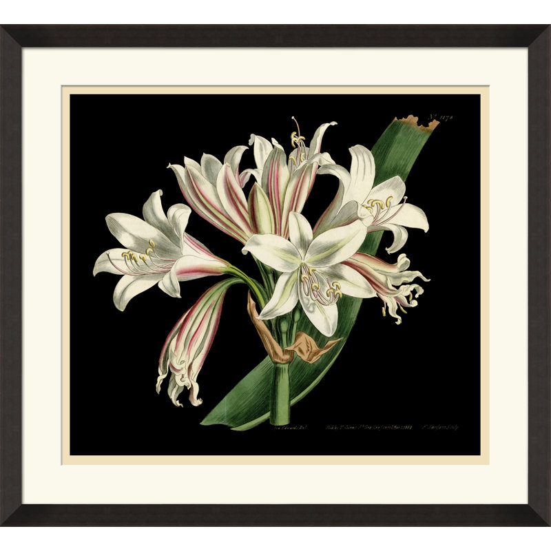 Antique Orchid On Black III Painting