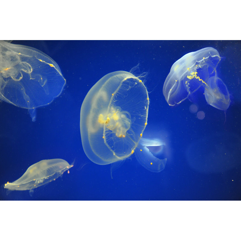 Moon Jellyfish - Photographie sur toile tendue, L 12 po x H 8 po