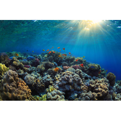 Vibrant Coral Reef by IBorisoff - Wrapped Canvas Print