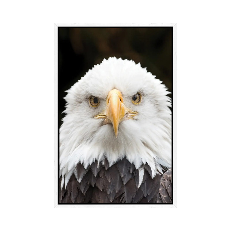 Regal Eagle by David Gardiner - Gallery-Wrapped Canvas Giclée on Canvas, White Framed, 66.04 cm H x 45.72 cm W