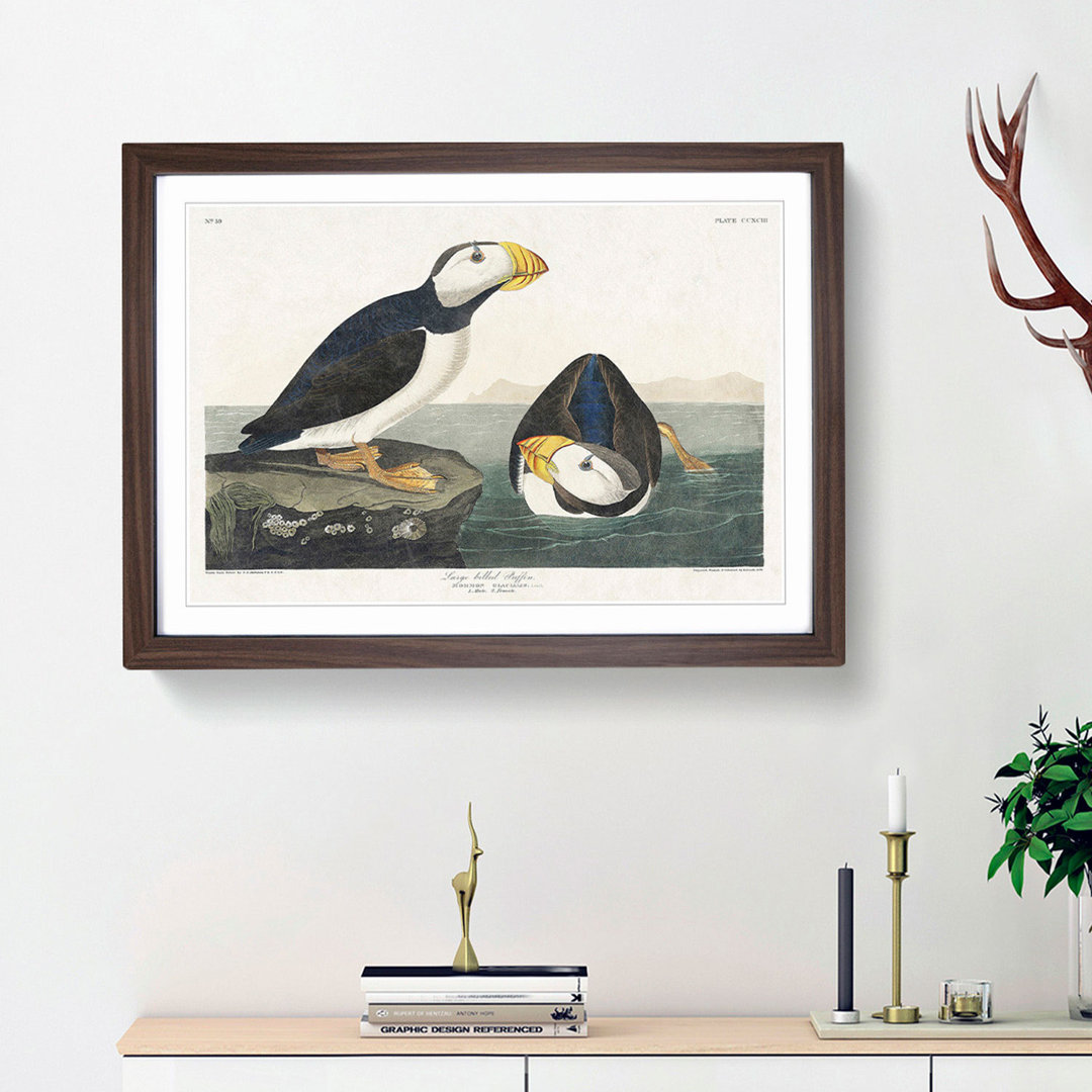 Atlantic Puffins by John Audubon - Framed Print
