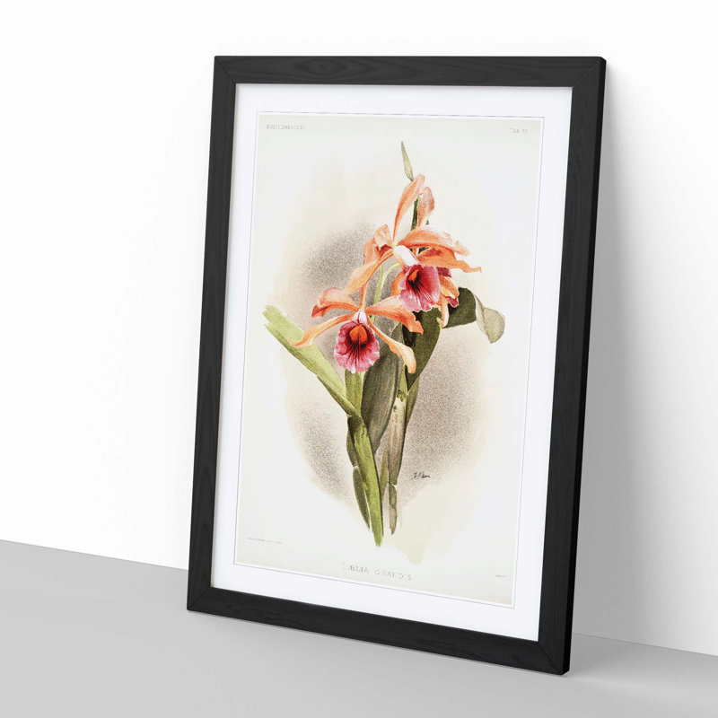 Magnolia Flowers Illustration Tab. 33 by Frederick Sander - Picture Frame Painting Print, 76cm H x 50cm W x 2cm D, Black